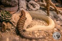 Watermark_10IMG_9138