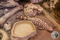 Watermark_11IMG_9139