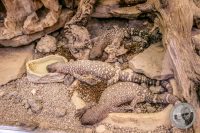Watermark_12IMG_9140