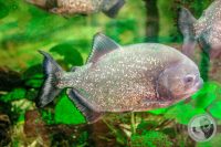 Watermark_16IMG_9144