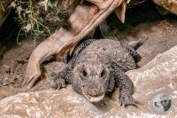 Watermark_17IMG_9145