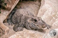 Watermark_18IMG_9146