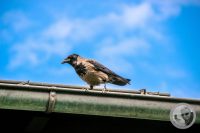 Watermark_20IMG_9148