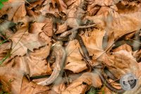 Watermark_21IMG_9149