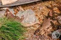 Watermark_22IMG_9150