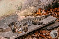 Watermark_23IMG_9151