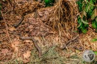 Watermark_25IMG_9153