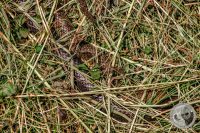Watermark_28IMG_9156