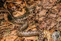 Watermark_29IMG_9157