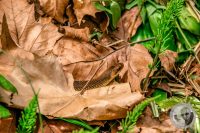 Watermark_31IMG_9159