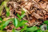 Watermark_34IMG_9162