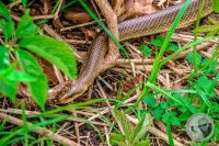 Watermark_35IMG_9163