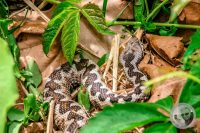 Watermark_36IMG_9164