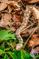 Watermark_39IMG_9167