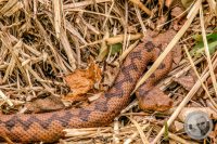 Watermark_40IMG_9168
