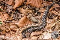 Watermark_41IMG_9169