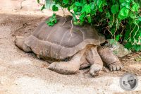 Watermark_47IMG_9175