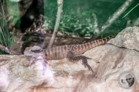Watermark_53IMG_9181