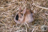 Watermark_56IMG_9184