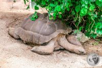 Watermark_57IMG_9185