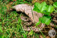 Watermark_59IMG_9187