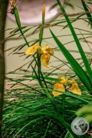 Watermark_60IMG_9188