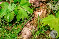 Watermark_61IMG_9189