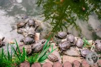 Watermark_64IMG_9192