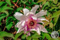 Watermark_15IMG_9200