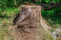 Watermark_111IMG_9331