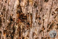 Watermark_113IMG_9333