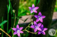 Watermark_114IMG_9334