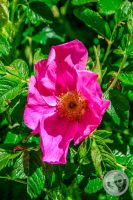 Watermark_115IMG_9335