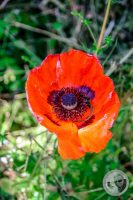 Watermark_116IMG_9336