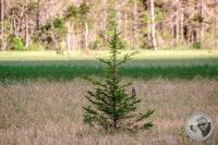 Watermark_31IMG_9434