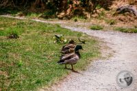Watermark_101IMG_9501-2