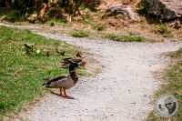Watermark_102IMG_9502-2