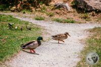 Watermark_103IMG_9503-2