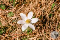 Watermark_10IMG_9446-2