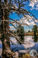 Watermark_112IMG_9512-2