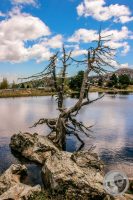 Watermark_116IMG_9516-2