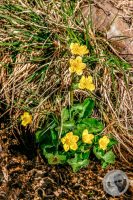 Watermark_15IMG_9451-2