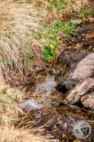 Watermark_17IMG_9453-2