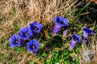 Watermark_19IMG_9455-2