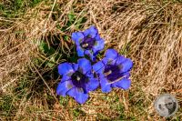 Watermark_20IMG_9456-2