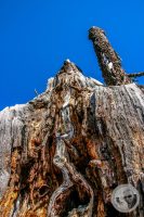 Watermark_29IMG_9465-2
