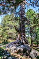Watermark_41IMG_9477-2
