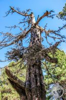 Watermark_42IMG_9478-2