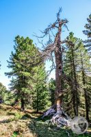 Watermark_43IMG_9479-2