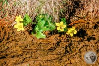 Watermark_44IMG_9480-2